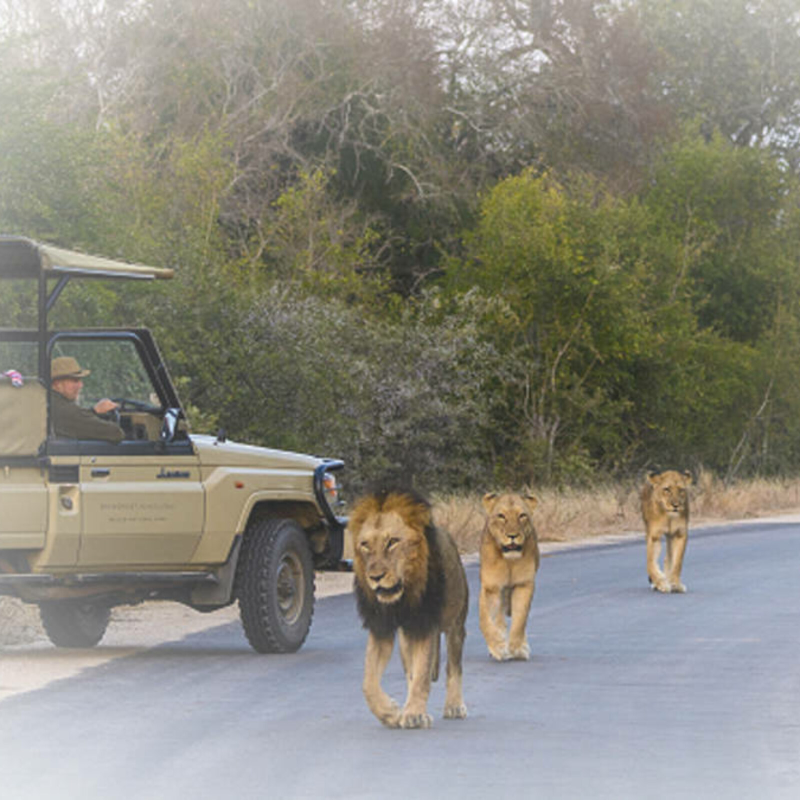 <?php echo pulse_output(); ?>