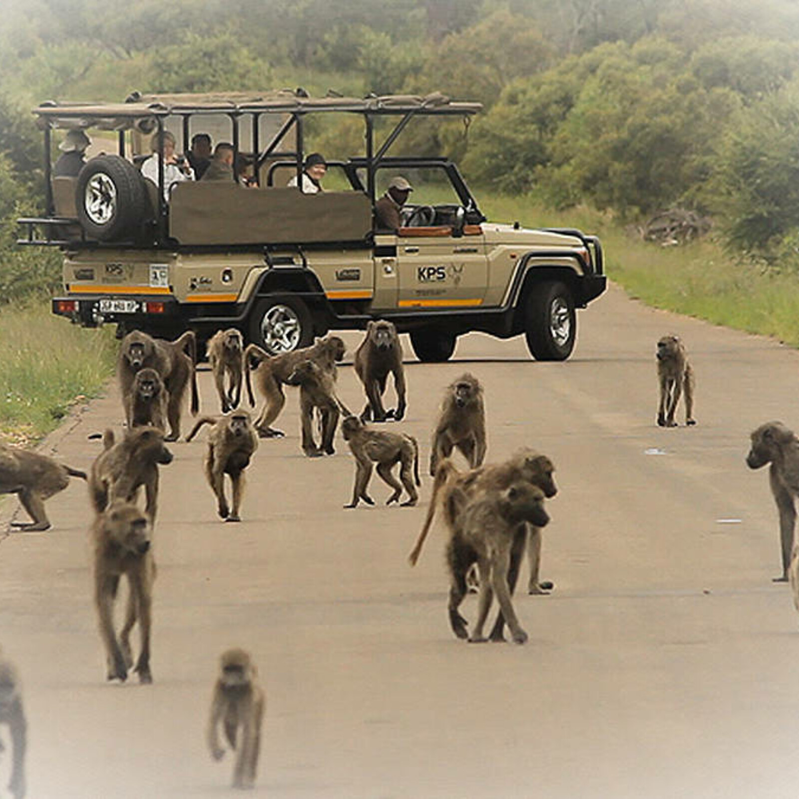 <?php echo pulse_output(); ?>